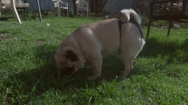 Pugdog walks in garden wearing heat pants while being in heat. Physilology.