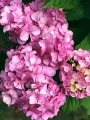 pink hydrangea flowers close up