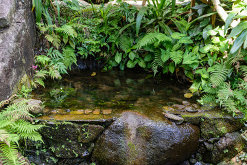 The various vegetation, flowers and trees in the tropical forest in Yanoda Park,  Sanya city. Hainan, China.