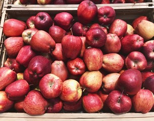 Red apples harvest top view for food wallpapers