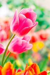 Obraz na płótnie Canvas Colorful spring-blooming tulips flowers in the garden. Spring wallpaper. Flower greeting cards background. Soft selective focus