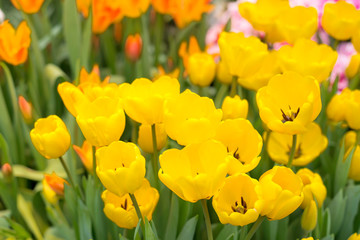 Colorful spring-blooming tulips flowers in the garden. Spring wallpaper. Flower greeting cards background. Soft selective focus