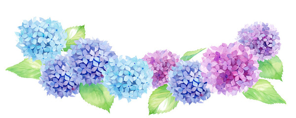 並ぶカラフルなアジサイの水彩イラスト。（ベクター。レイアウト変更可能） © Keiko Takamatsu