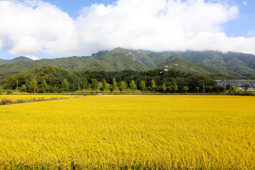 Autumn sky and yellow rice field landscape. Chungcheongbuk-do, South Korea