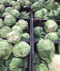 Fototapeta na wymiar Green cabbage harvest in plastic black boxes