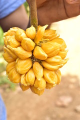 aini chakka or jack fruit this fruits are edible and   bright yellow.