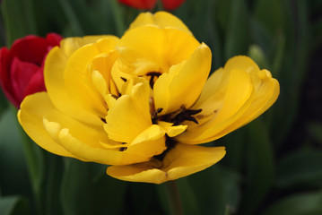 Close-up flower of yellow terry tulip