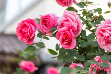 Chinese rose in full bloom