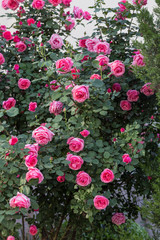 Fototapeta premium Chinese rose in full bloom