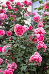 Chinese rose in full bloom