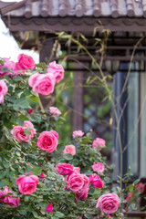 Chinese rose in full bloom