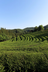 Fototapeta na wymiar Green tea field in korea