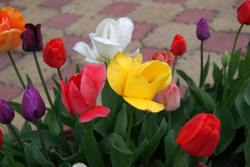 Tulips of different varieties and colors in the garden on a blurred background of paving slabs