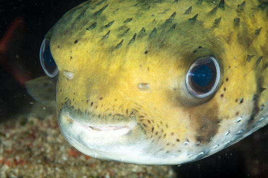 Puffer fish