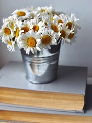 many small daisy flowers for shabby wallpapers