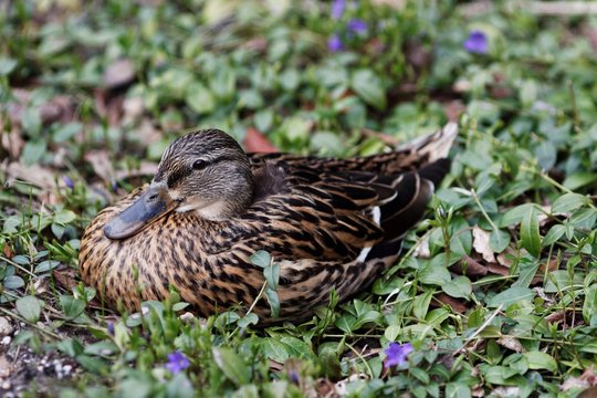 Perching Duck