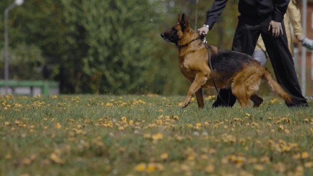Police Shepherd dog waiting for command during cynologist show. Military training performance outdoor. Special forces demonstration. Soldiers