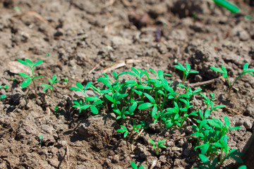  Sprouted seeds in the garden, young shoots of greenery, first sprouts of sowing. Sprouts of parsley, cilantro and dill