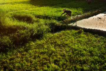 01/21/2020 Yangon, Myanmar. Burmese farmers collect rice at sunset using the traditional Asian method