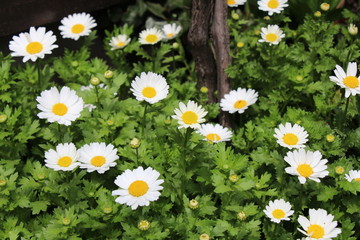 white daisy flower in the grass