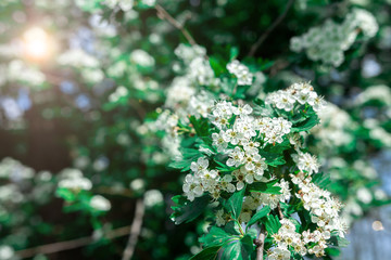 Common hawthorn branch with tiny white flowers in the spring with a foliage background. Crataegus monogyna, oneseed hawthorn, single-seeded hawthorn. bright sun flare
