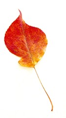 red autumn leaf isolated on white 