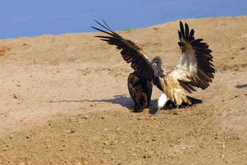 The white-backed vulture (Gyps africanus) lands in the sand on the river bank.