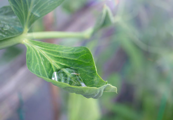 Large beautiful transparent water drop collected inside a pea leaf. Close up. Early mornings after...
