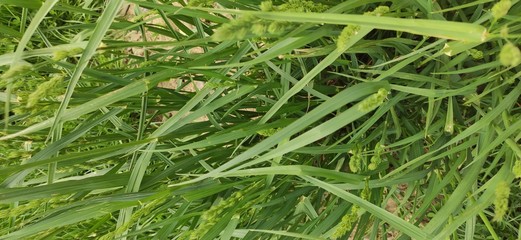 grass