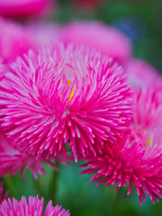 Bright pink small flowers, daisies 