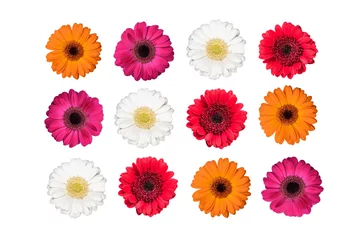 Foto op Plexiglas Reeks kleurrijke die gerberabloemen op wit worden geïsoleerd. © Nancy Pauwels
