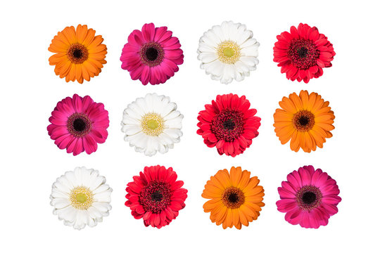 Set of colorful gerbera flowers isolated on white. 