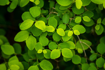 Natural green leaf in low key with copy space. Dark green foliage of green leaves in rain forest. Floral background.