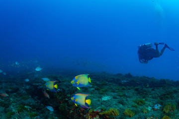 Fototapeta premium Ciliaris