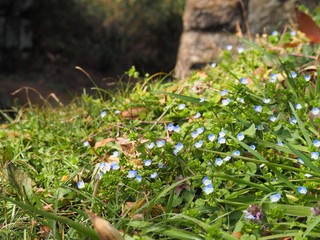 春の野に咲くオオイヌノフグリの花