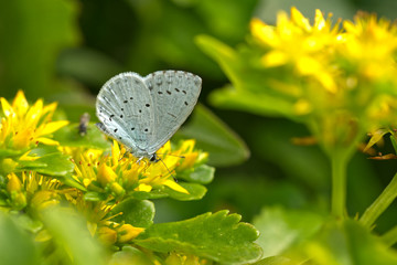Faulbaum-Bläuling (Celastrina argiolus)