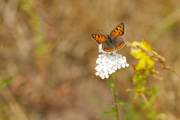 Kleiner Feuerfalter (Lycaena phlaeas)