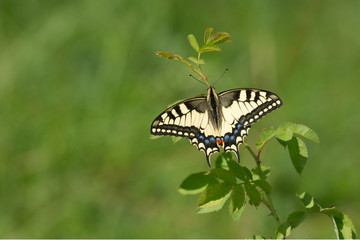 Schwalbenschwanz (Papilio machaon)