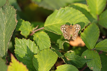 Waldbrettspiel (Pararge aegeria)
