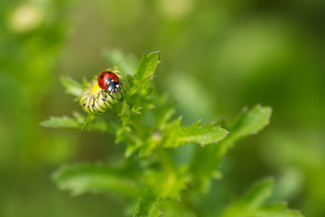 Siebenpunkt Marienkäfer(Coccinella septempunctata)