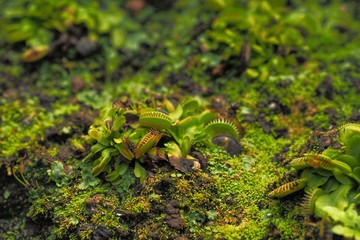 Soft focus on Small Venus Flytrap or Dionaea Muscipula on the ground with moss