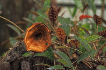 flowers and leaves in Evergreen forest