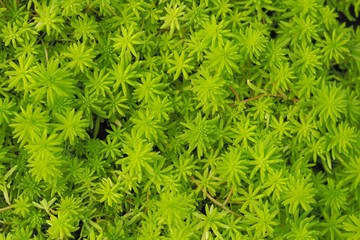 Sedum sp. Crassulaceae Textures and background.