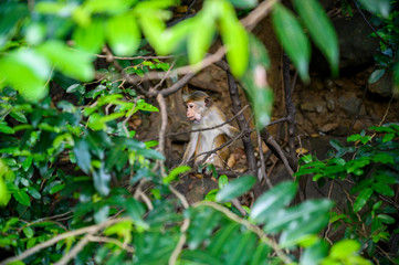 A monkey sits in the wild among the trees.