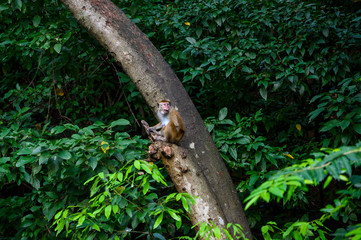 A monkey sits in the wild among the trees.