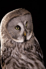 Great grey owl studio photo on black night bacground