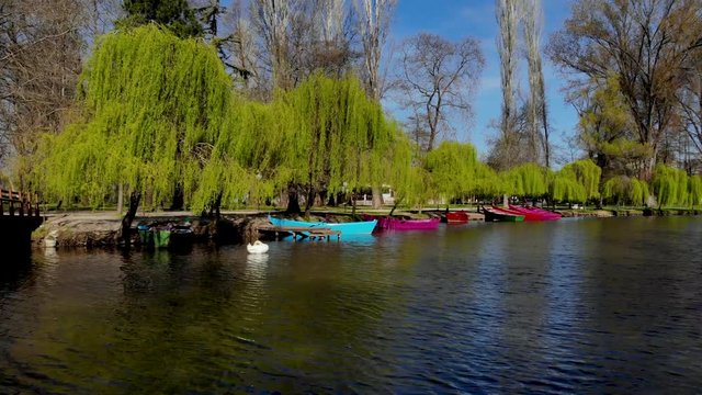 Peaceful lake with vibrant water, white swan near boats and green willows on tranquil park in spring