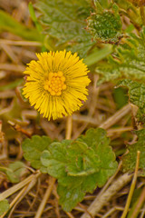 In the spring the first dandelion appeared in the clearing