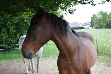 Fototapeta premium Aquiles9 13.05.20