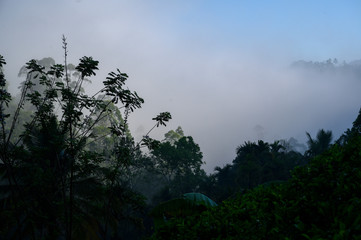 Jungle at sunrise after rain in the fog